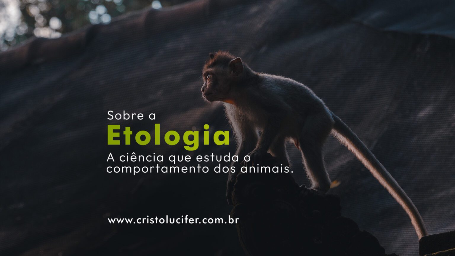 Etologia: Estudo do comportamento dos animais - Escola de Lucifer
