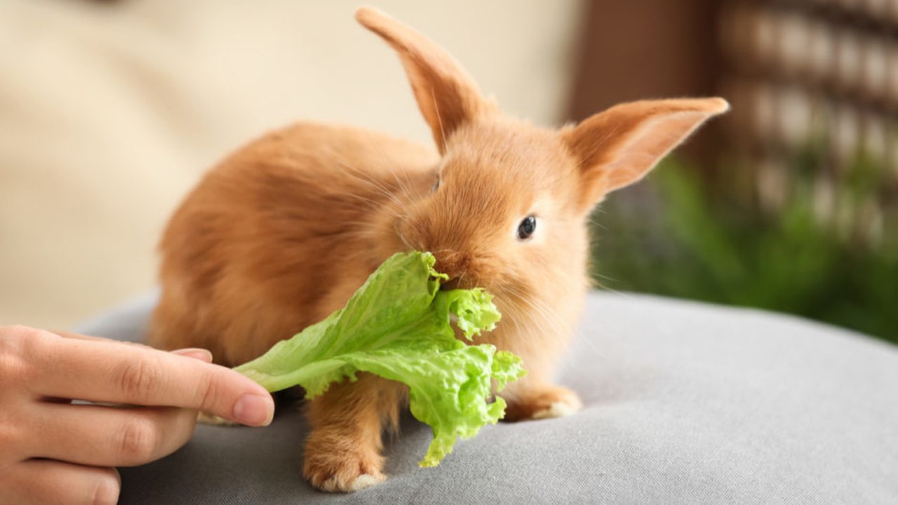 30 comidas permitidas para coelhos comerem - Escola de Lucifer
