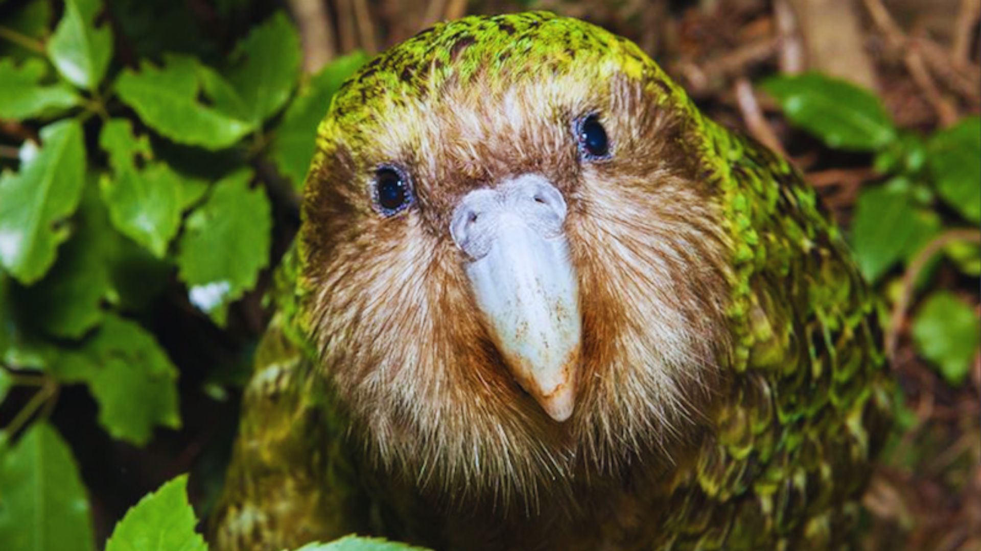 N Raro Kākāpō: papagaio raro, que não voa, reaparece após 40 anos - Escola de ...