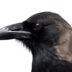 Corvo. Animal._20260203_135941_0000