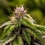 420-cannabis-marijuana-weed-wallpaper-preview