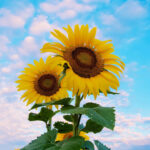 aaron-burden-0sgOTeDS2Mg-unsplash-scaled.jpg